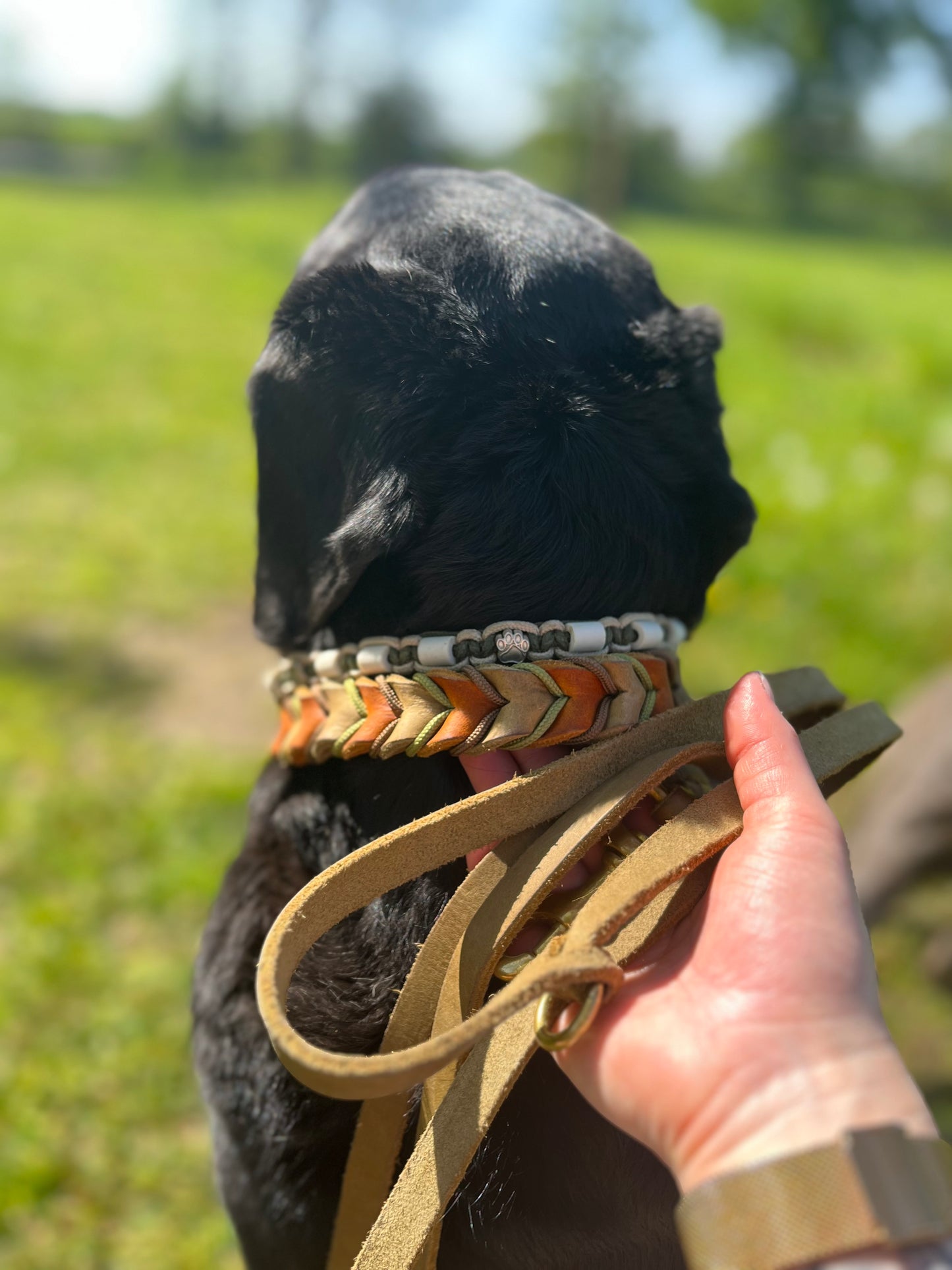 Hund mit Lederleine und Lederhalsband