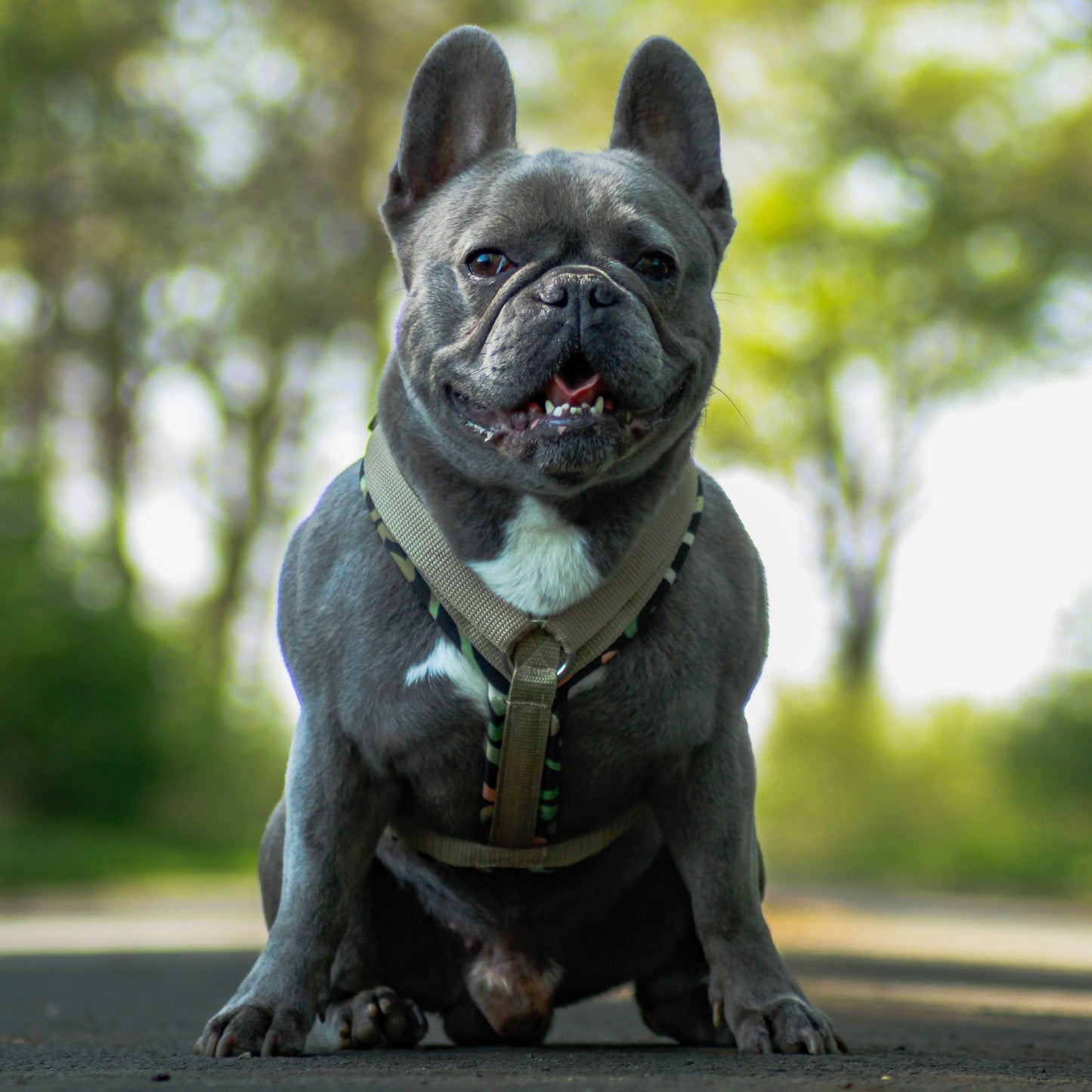 Französische Bulldogge